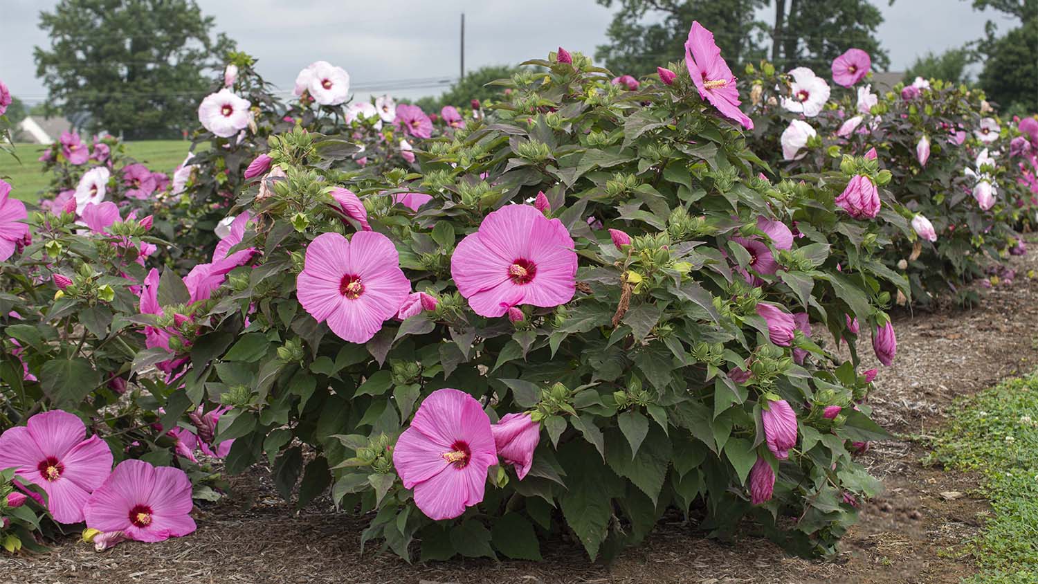 hot pink flowers in garden   